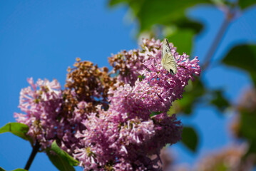 Small white butterfly (Pieris rapae) sitting on pink flowers in Zurich, Switzerland