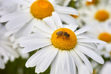 Fototapeta premium Bee and flower. Close up of a bee collects honey on a daisy flower on a sunny day.