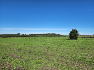 campo para agronegócio, lavoura, pecuária