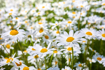 Field of daisy flowers. Beautiful meadow. Summer background
