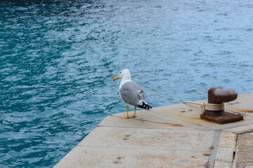 Adult yellow-legged gull with open beak standing on harbour wall next to rusty marine bollard, also known as mooring bollard with rope tied around. Blue water in background