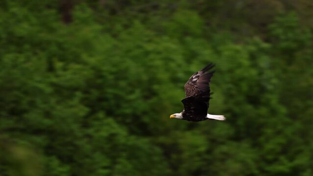 An adult bald eagle in flight, in slow motion.  Side/profile view