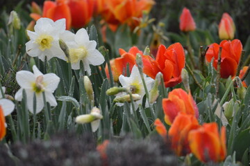 Fototapeta premium spring flowers in the garden