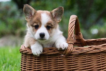 welsh corgi