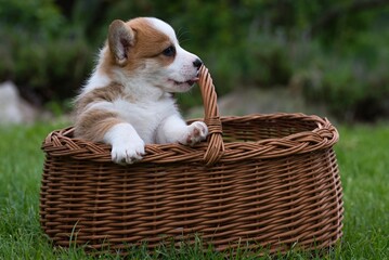 welsh corgi