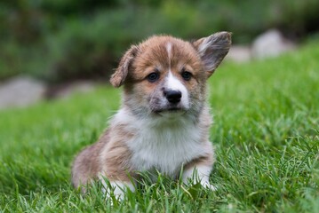 welsh corgi