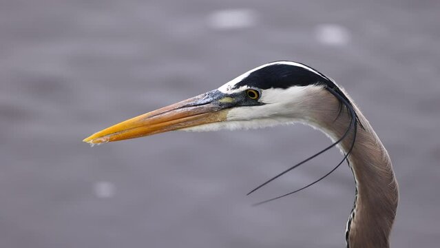 Closeup of a Great Blue Heron, patiently stalking some fish for a nice meal.