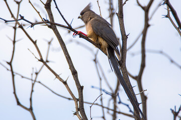 Fototapeta premium White backed Mousebird, Colius colius, on a branch in Kalahari desert, Namibia.