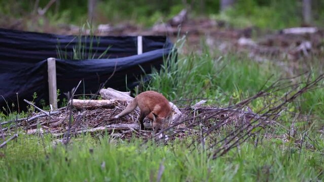 A fox kit, being playful with it's food, a dead bird that was brought back to the den by Mom.  