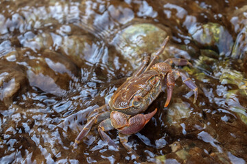 Crab in the wildlife, claws, legs and eyes