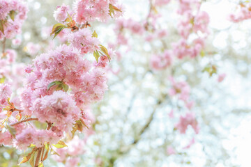 Soft blossoms spring sunlight garden background. Pink japanese cherry tree by blurry boke close up