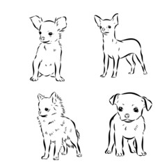 Chihuahua dog. Wall sticker. Graphic, black-and-white, sketch portrait of a Chihuahua dog on a white background. Digital drawing