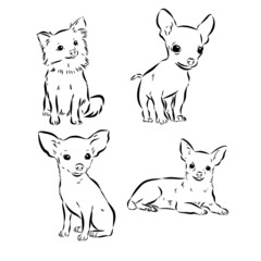 Chihuahua dog. Wall sticker. Graphic, black-and-white, sketch portrait of a Chihuahua dog on a white background. Digital drawing