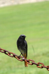 Phoenicurus ochruros 