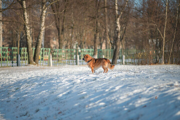 Good old domestic dog for a walk in the park in winter.