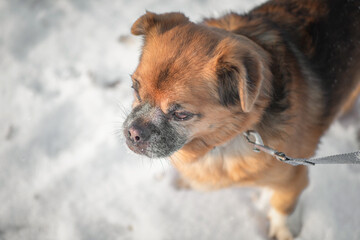Good old domestic dog for a walk in the park in winter.