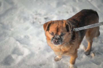 Good old domestic dog for a walk in the park in winter.