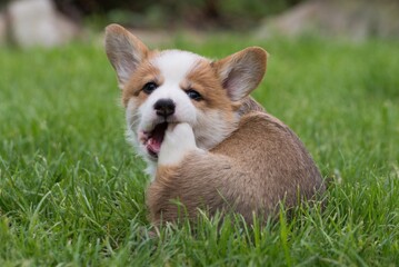 welsh corgi