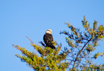 Hawk perched on a a pine tree, looking to the right. Clear blue sky background