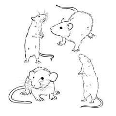 Rat sketch drawn by hand. Black and white vector illustration.