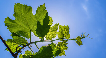 The texture of a grape-vine against the blue sky.