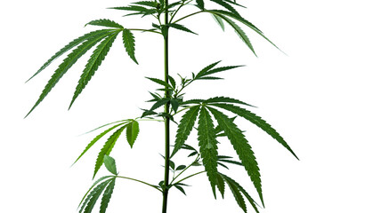 The cannabis plant are isolated on a white background. Selective focus.