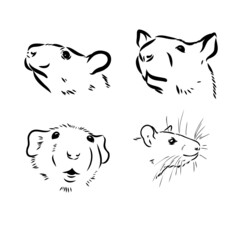 Rat sketch drawn by hand. Black and white vector illustration.