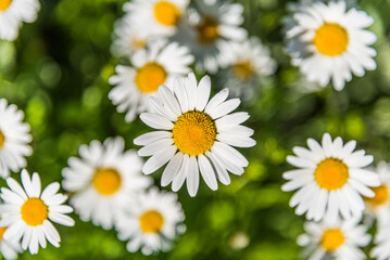 Fototapeta premium Blooming chamomile in the garden