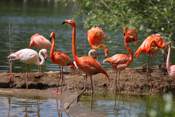 A flock of pink flamingos near the water in the zoo