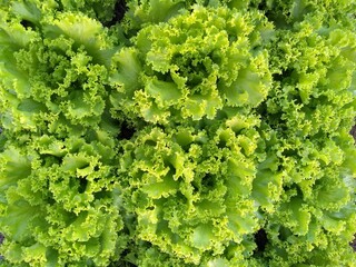 lettuce leaves