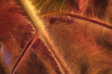 Abstract green background. Macro Croton (Codiaeum variegatum), structure of the back of a leaf © Arpan