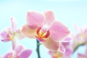 Fototapeta na wymiar Orchideen ,Wldblumen in ihren schönsten farben und in vollen blühten 