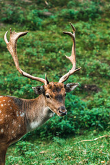 Dappled deer. A sika deer with antlers. Cervus nippon
