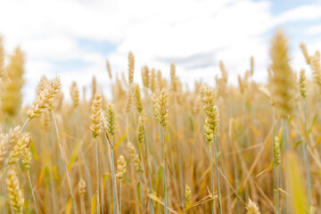field of wheat against the blue sky. Food Crisis: Ukrainian Grain