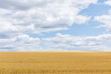 field of wheat against the blue sky. Food Crisis: Ukrainian Grain