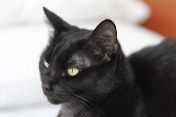 black cat
