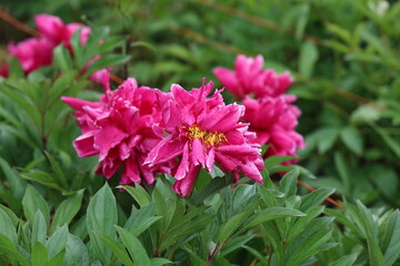 Pink peonies in the garden. Blooming pink peony