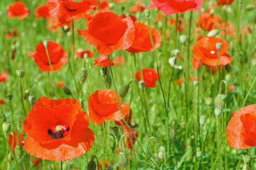 beautiful red poppy on a green background
