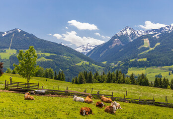 Herd of cows, Schladming Tauern, Austria - obrazy, fototapety, plakaty
