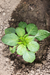 gardening in springtime. peppers sprouts in soil in greenhouse. healthy lifestyle, agrarian life. 