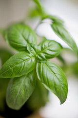 Fresh green basil leaves plant