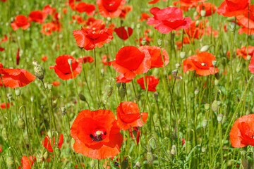 Obraz premium beautiful red poppy on a green background