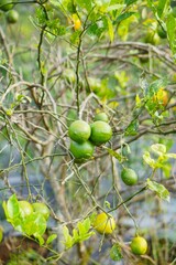 Oranges that are still green still on the tree can be seen in the garden