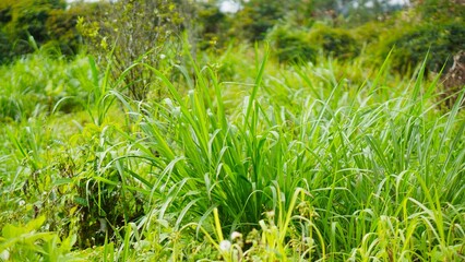 Green grass blowing in the wind in the plantation, so beautiful