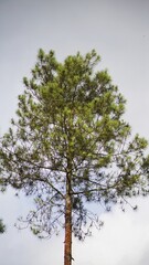 tall pine trees in the hills of mountains with tall green trees