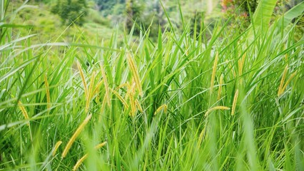 Fototapeta premium the beauty of the white weeds blowing in the wind in the plantation