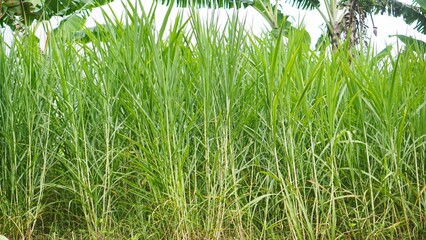 Fototapeta premium Green grass blowing in the wind in the plantation, so beautiful