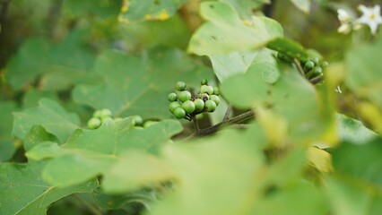 Green grass blowing in the wind in the plantation, so beautiful