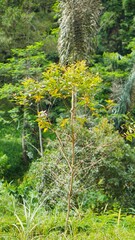 tall pine trees in the hills of mountains with tall green trees