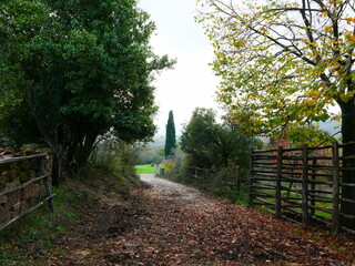 path in the park